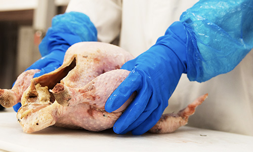 Kelly Turkeys Case Study - Helping Kelly Turkeys switch to an effective nitrile glove 